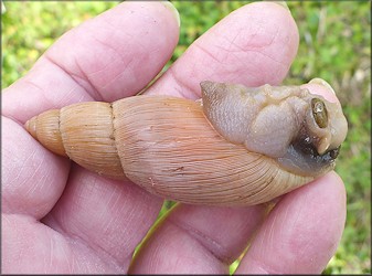 Euglandina rosea (Frussac, 1821) In Situ Feeding On Probable Polygyra septemvolva