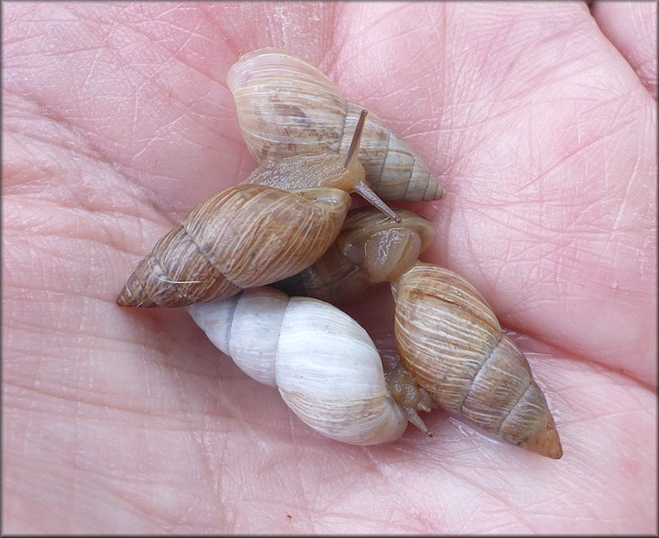 Bulimulus sporadicus Along Mayport Road In Atlantic Beach (2100 Block) At Car Dealership