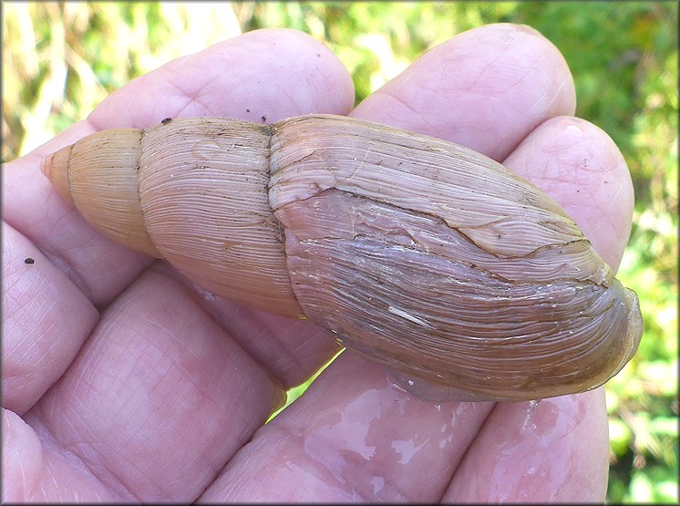 Euglandina rosea (Frussac, 1821) Damaged Shell