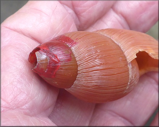 Euglandina rosea (Frussac, 1821) Predation By Probably Small Mammal