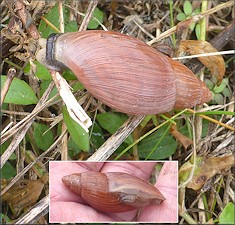 Euglandina rosea (Frussac, 1821) Rosy Wolfsnail In Situ