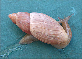 Euglandina rosea (Frussac, 1821) Rosy Wolfsnail