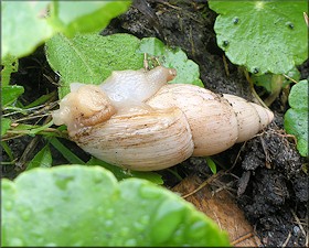 Euglandina rosea (Frussac, 1821) Rosy Wolfsnail In Situ