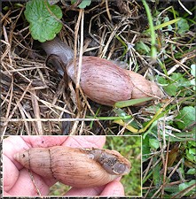 Euglandina rosea (Frussac, 1821) Rosy Wolfsnail In Situ