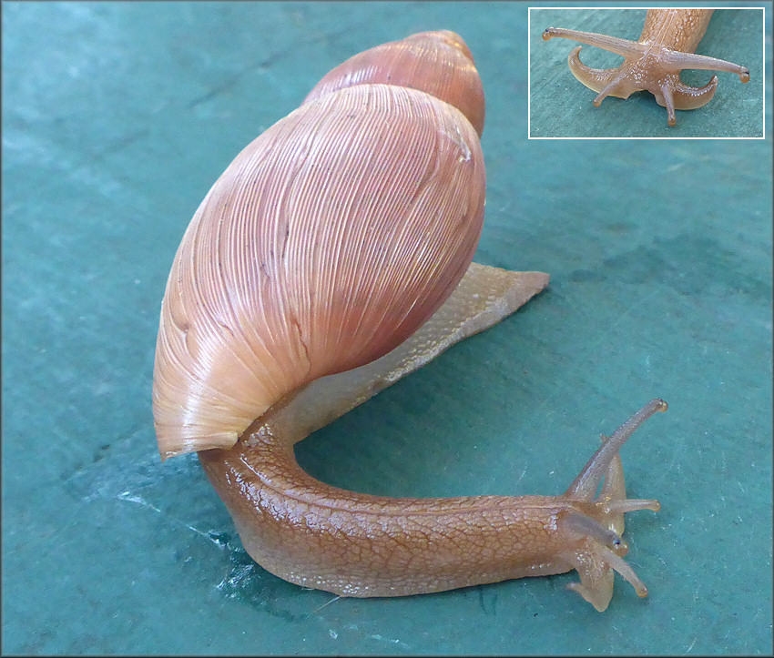 Euglandina rosea (Frussac, 1821) Rosy Wolfsnail