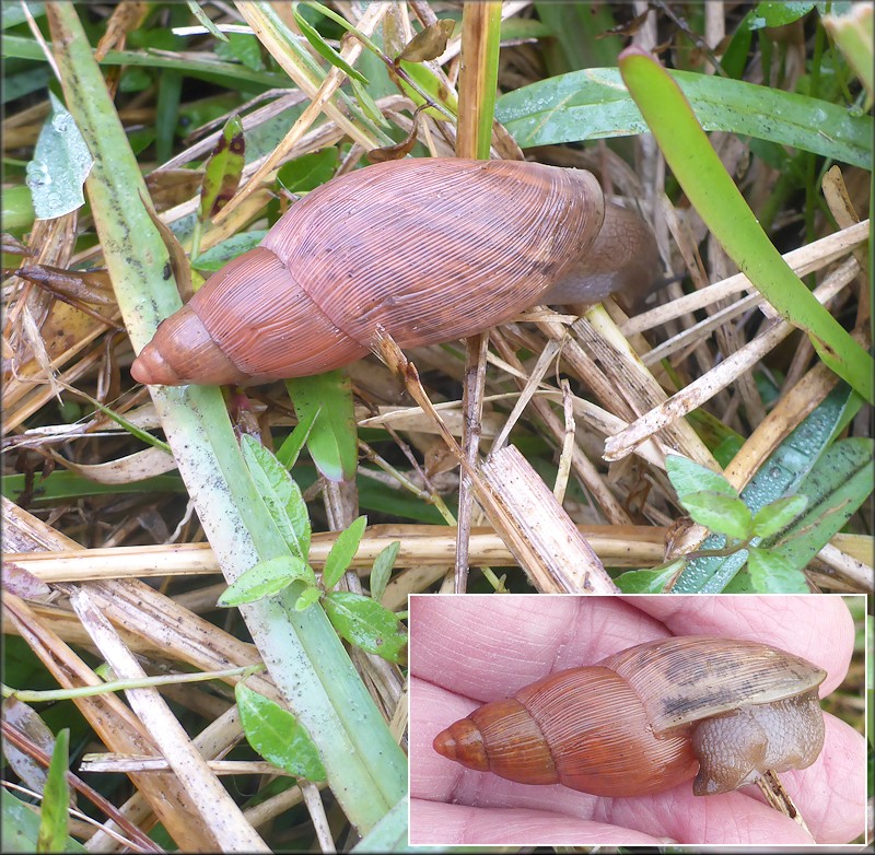 Euglandina rosea (Férussac, 1821) Rosy Wolfsnail In Situ