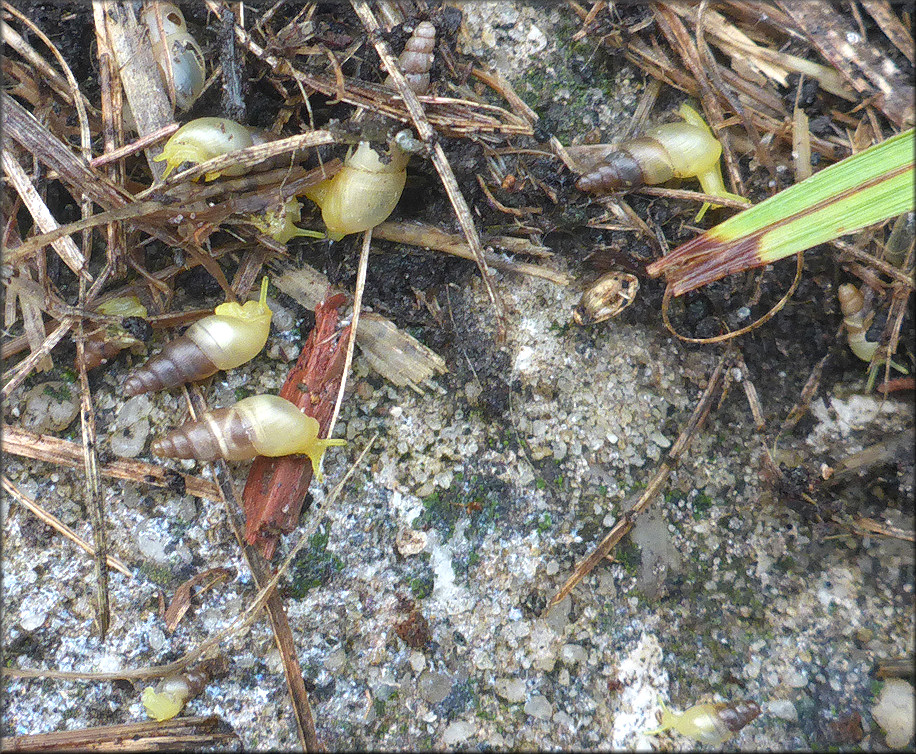 Allopeas gracile (Hutton, 1834) Graceful Awlsnail In Situ