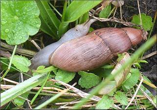 Euglandina rosea (Frussac, 1821) Rosy Wolfsnail In Situ