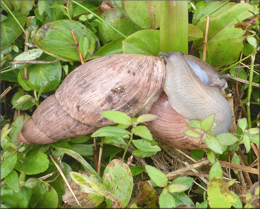 Euglandina rosea (Frussac, 1821) Mating In Situ