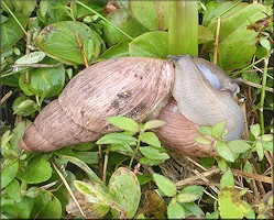 Euglandina rosea (Frussac, 1821) Mating In Situ