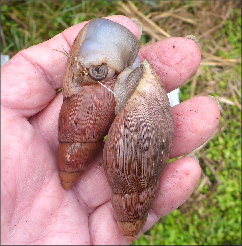 Euglandina rosea (Frussac, 1821) Predation On Polygyra septemvolva Say, 1818