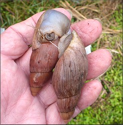 Euglandina rosea (Frussac, 1821) Predation On Polygyra septemvolva Say, 1818