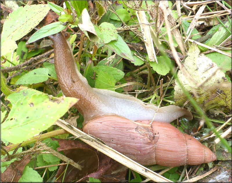 Euglandina rosea (Férussac, 1821) Damaged Shell