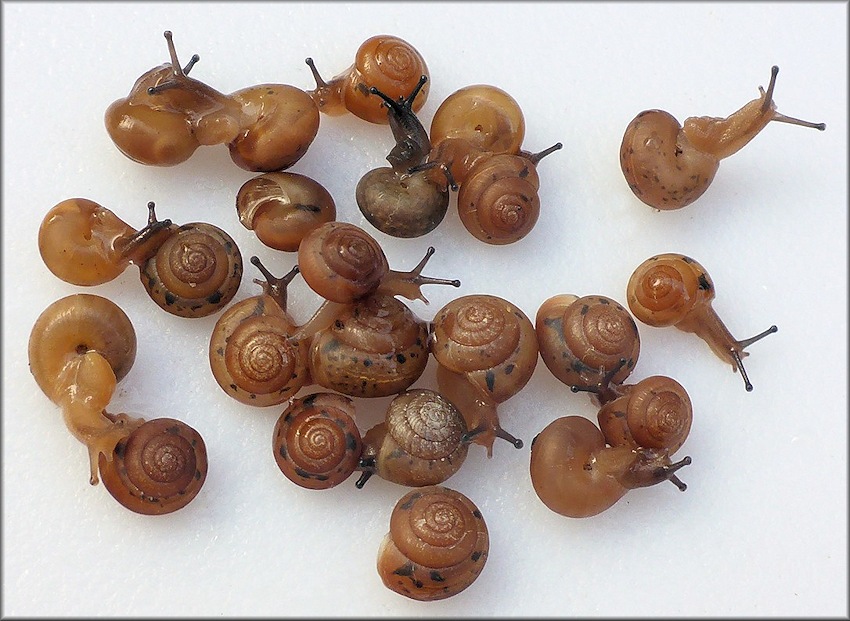 Praticolella jejuna (Say, 1821) Florida Scrubsnail