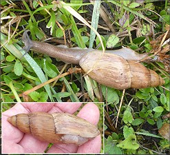 Euglandina rosea (Frussac, 1821) Rosy Wolfsnail In Situ