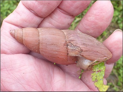 Euglandina rosea (Frussac, 1821) Damaged Shell