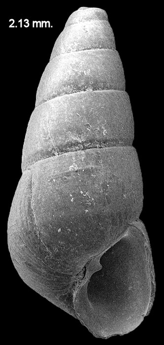 Eulimastoma canaliculatum (C. B. Adams, 1850) Channeled Odostome