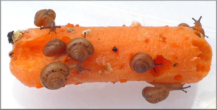 Praticolella jejuna (Say, 1821) Florida Scrubsnail