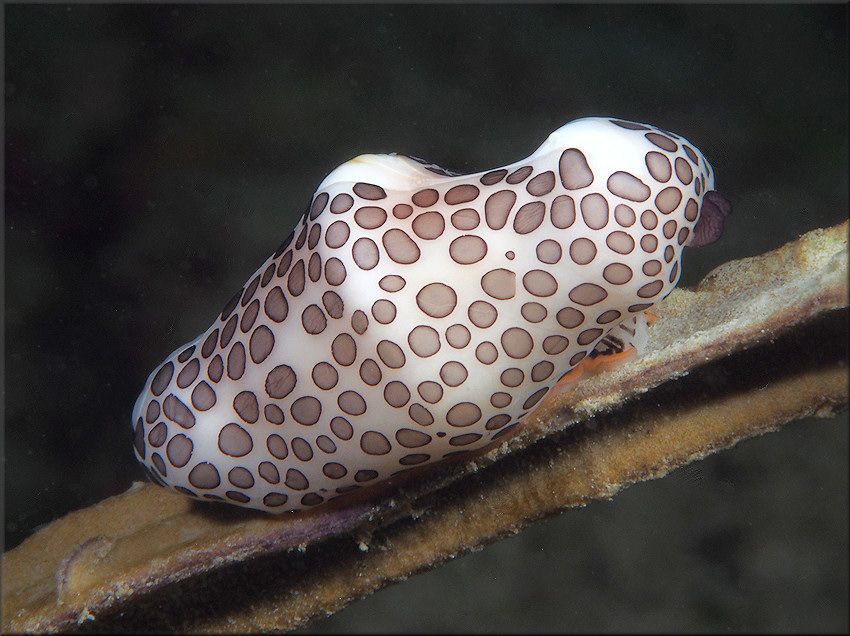 Cyphoma mcgintyi Pilsbry, 1939 McGinty's Cyphoma