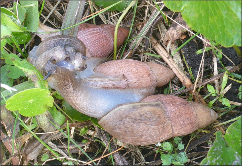 Euglandina rosea (Frussac, 1821) Mating In Situ (Three Specimens)