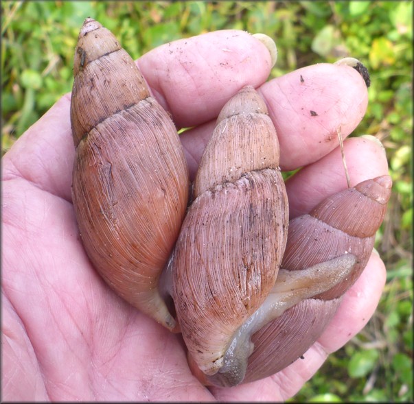 Euglandina rosea (Frussac, 1821) Mating In Situ (Three Specimens)