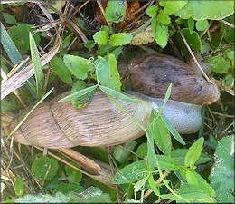 Euglandina rosea (Frussac, 1821) Mating In Situ