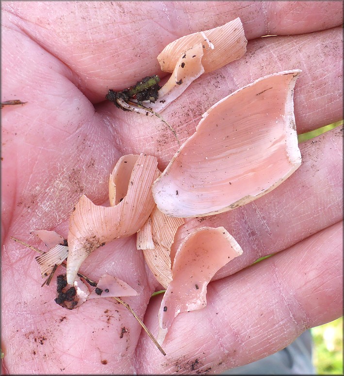 Predation On Euglandina rosea (Frussac, 1821)