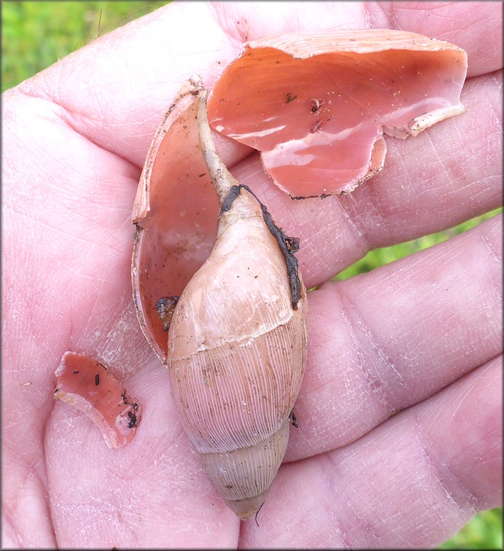 Predation On Euglandina rosea (Frussac, 1821)