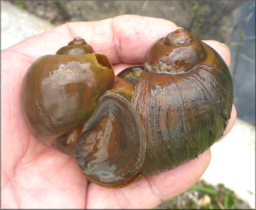 Mating Channeled Apple Snail From Drainage System Just West Of Philips Highway (7/21/2018)