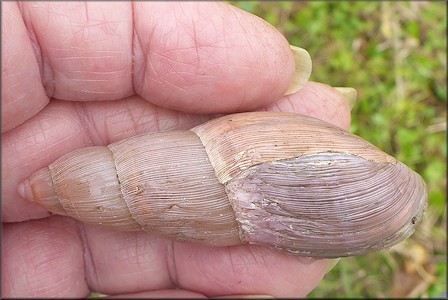 Euglandina rosea (Frussac, 1821) Damaged Shell