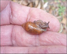 Euglandina rosea (Frussac, 1821) Juvenile