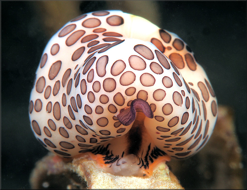 Cyphoma mcgintyi Pilsbry, 1939 McGinty's Cyphoma