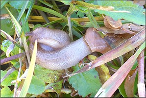 Euglandina rosea (Frussac, 1821) Mating