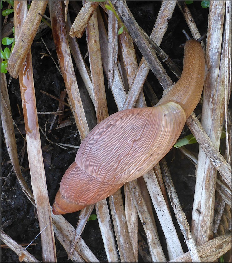 Euglandina rosea (Frussac, 1821) Rosy Wolfsnail In Situ