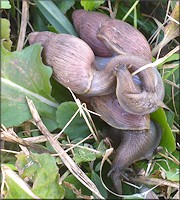 Euglandina rosea (Frussac, 1821) Mating In Situ (Three Specimens)