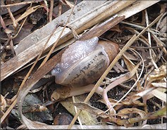 Euglandina rosea (Frussac, 1821) Juvenile In Situ