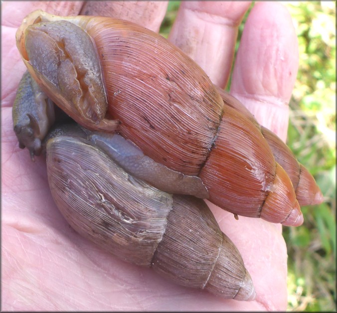 Euglandina rosea (Frussac, 1821) Mating In Situ (Three Specimens)