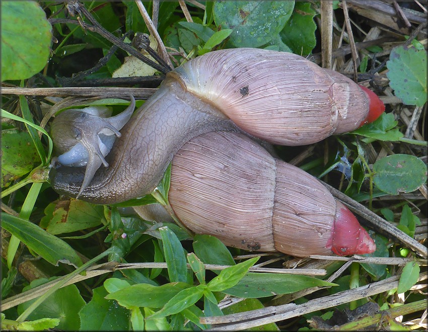 Euglandina rosea (Férussac, 1821) Mating In Situ