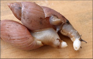 Euglandina rosea (Frussac, 1821) Rosy Wolfsnail