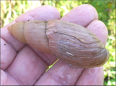 Euglandina rosea (Frussac, 1821) Damaged Shell