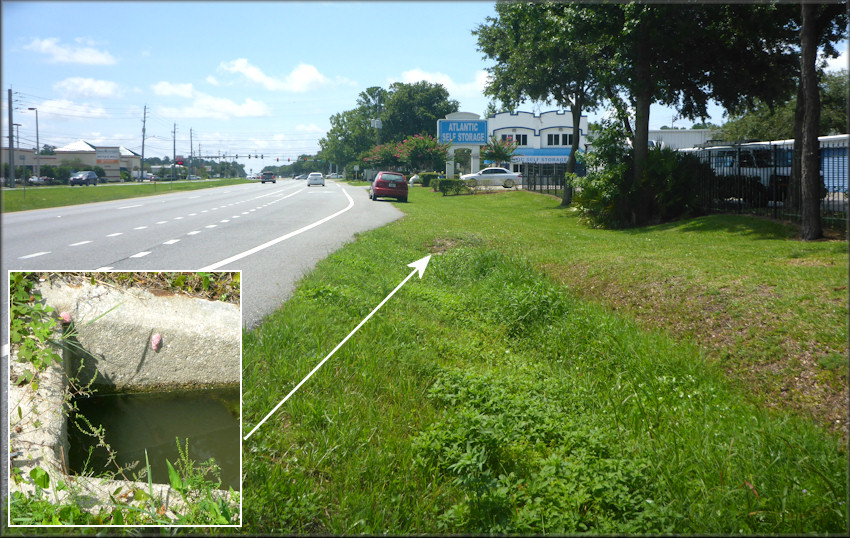 Channeled Apple Snail Egg Clutches In The Roadside Swale In The 9300 Block Of Philips Highway