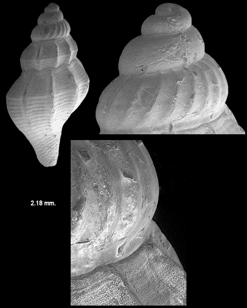 Ithycythara galae (Fargo in Olsson and Harbison, 1953) 