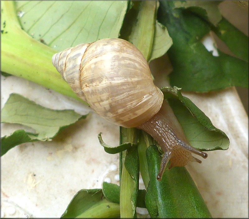 Rabdotus dealbatus (Say, 1821) Whitewashed Rabdotus