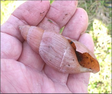 Euglandina rosea (Frussac, 1821) Devoured By Predator