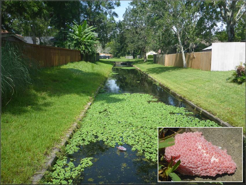 Channeled Apple Snail Habitat In Residential Area Near Rena Drive West Of Hood Road