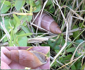 Euglandina rosea (Frussac, 1821) Rosy Wolfsnail In Situ