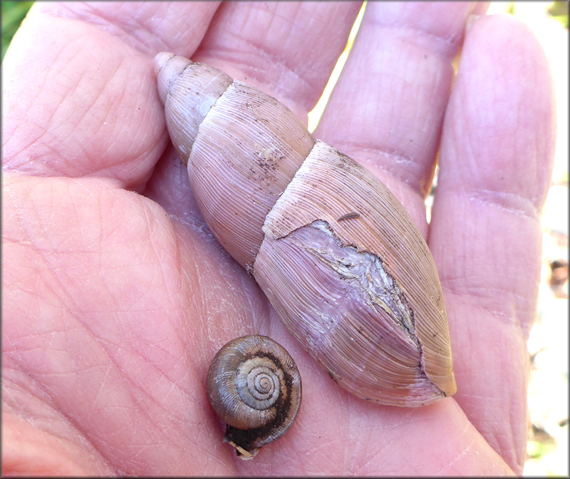 Euglandina rosea (Frussac, 1821) Damaged Shell