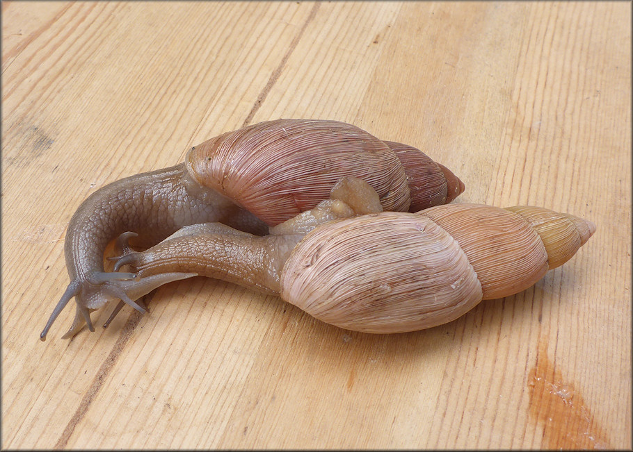 Euglandina rosea (Frussac, 1821) Courtship Ritual