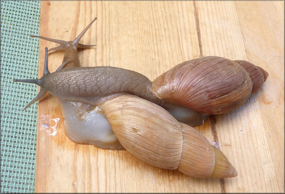 Euglandina rosea (Frussac, 1821) Courtship Ritual