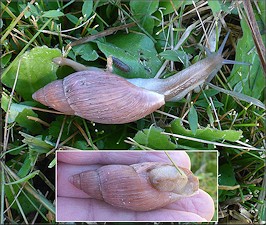 Euglandina rosea (Frussac, 1821) Rosy Wolfsnail In Situ